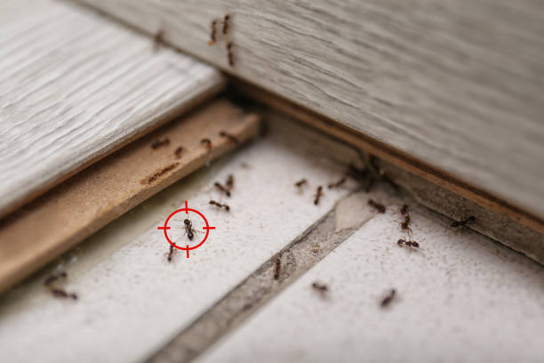 Bird Control in Edmond, OK